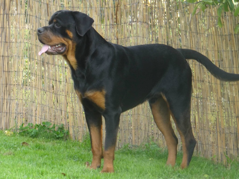 Ibrah Schwarzengel Der Nacht